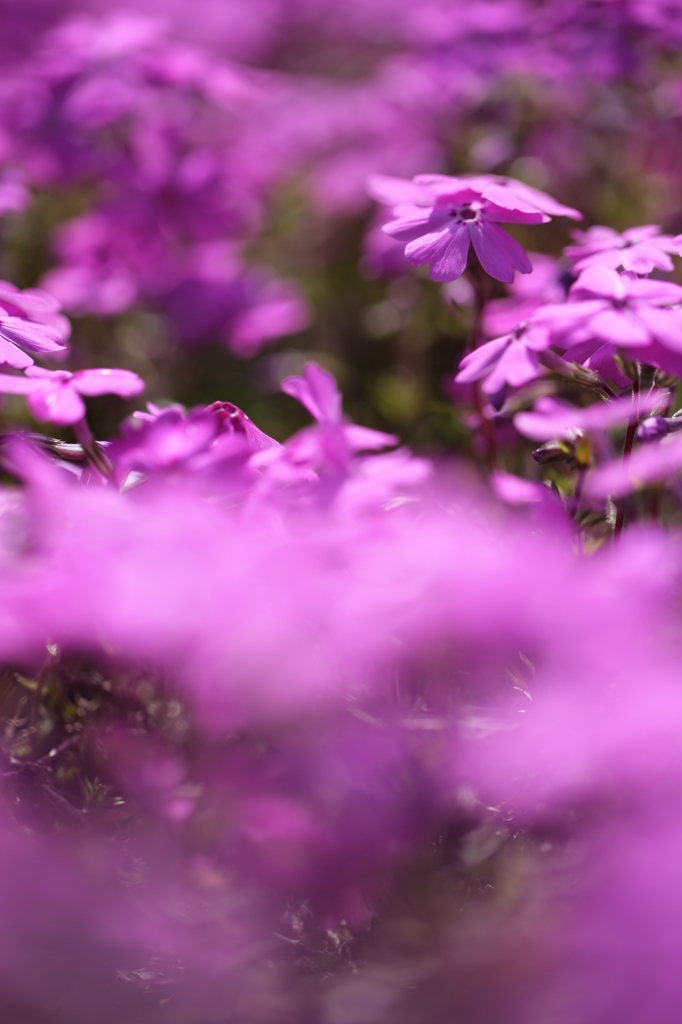 パープルワールド