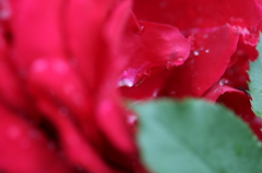 恥じらう薔薇