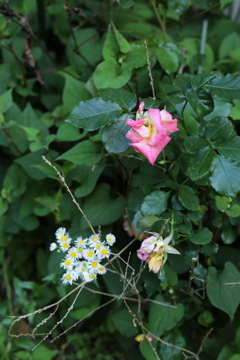 薔薇と雑草の花