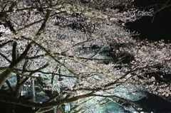 桜は夜輝く