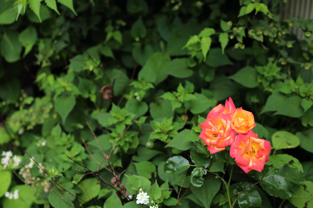 ある薔薇の花