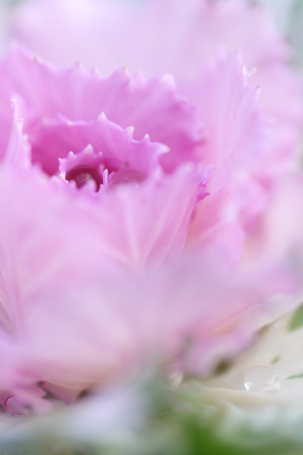 妖精に捧げる花