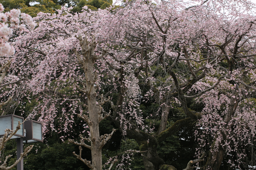 枝垂桜満開