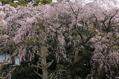 枝垂桜満開