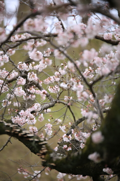 桜の樹のそばで