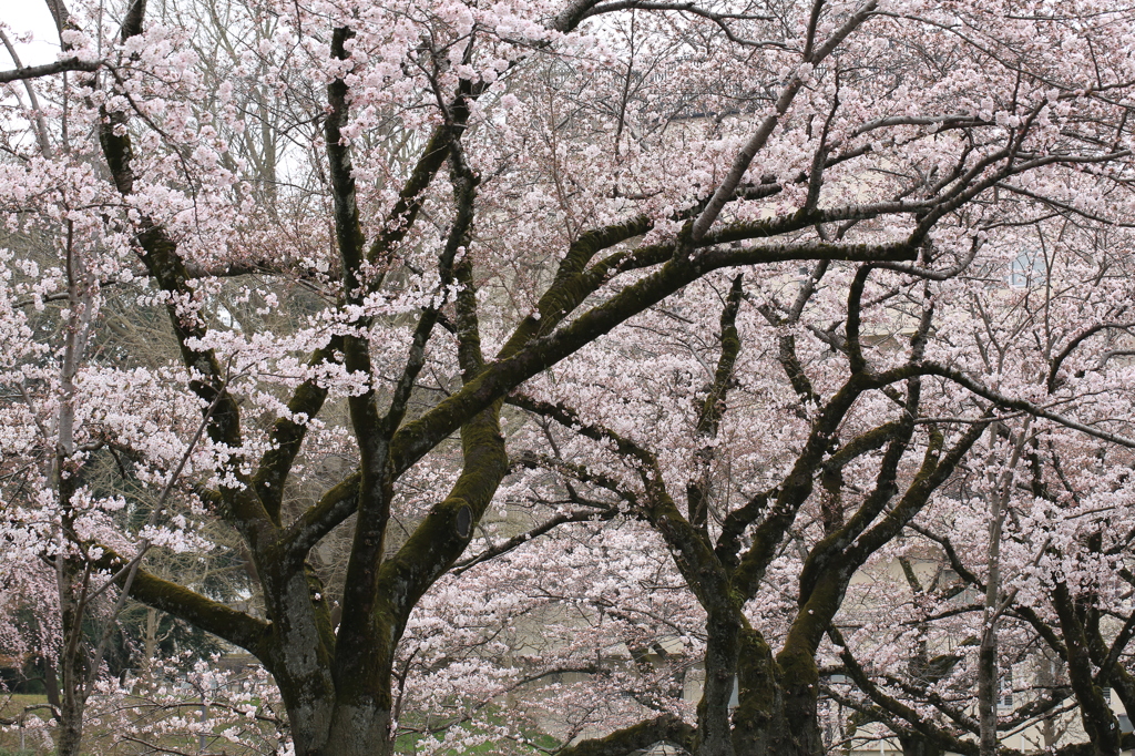 桜風景