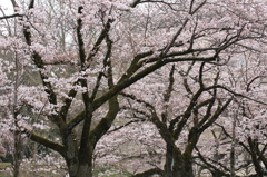 桜風景