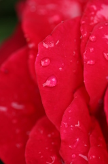 幻想世界の薔薇