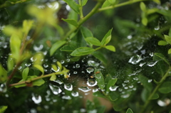 雨上り