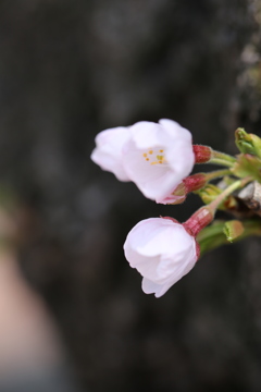 桜咲く