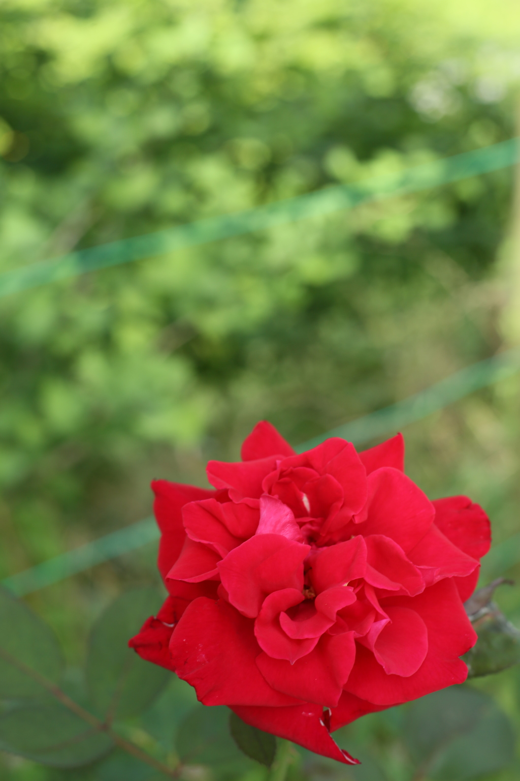 真っ赤な薔薇