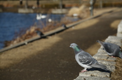 鳩の希望
