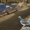 鳩の希望