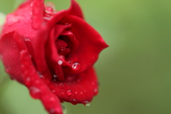 赤い薔薇の涙