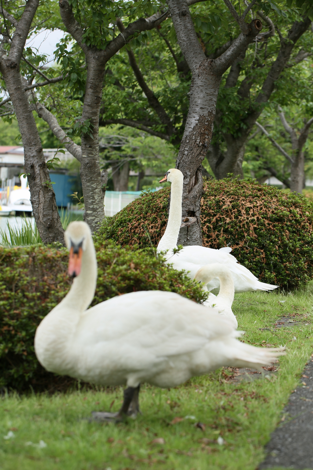 白鳥のいる光景