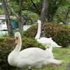 白鳥のいる光景