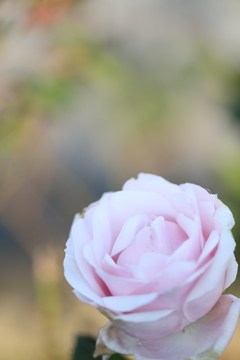 薔薇に夢見て