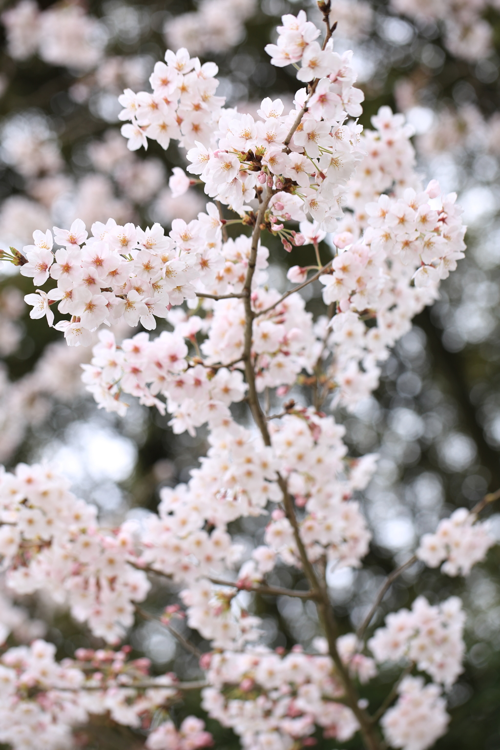 桜の道筋