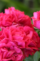 薔薇のセレナーデ
