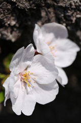 桜浪漫