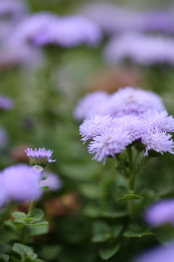 パープルドリーム