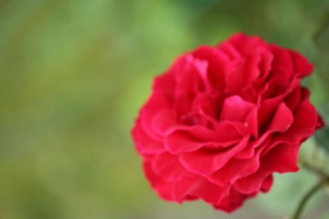 希望の花