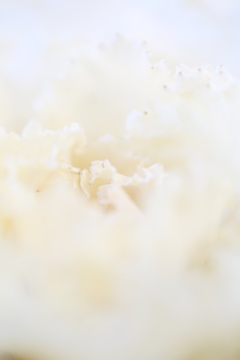 ホワイトワールド