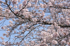 ここちよい陽気