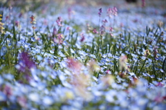 幻想花園