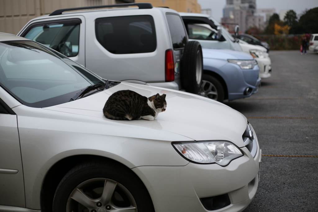 車の上