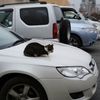車の上