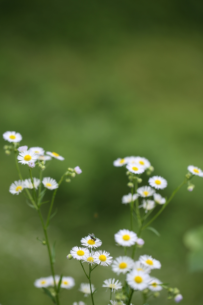 妖精の飛び立った後