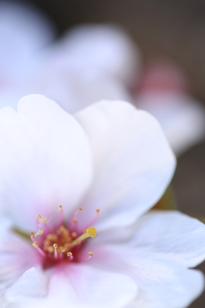 桜の夢