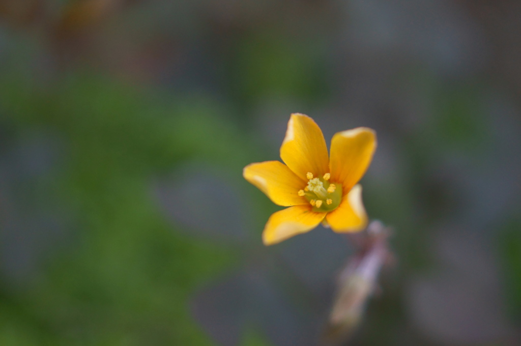 ちっちゃいお花