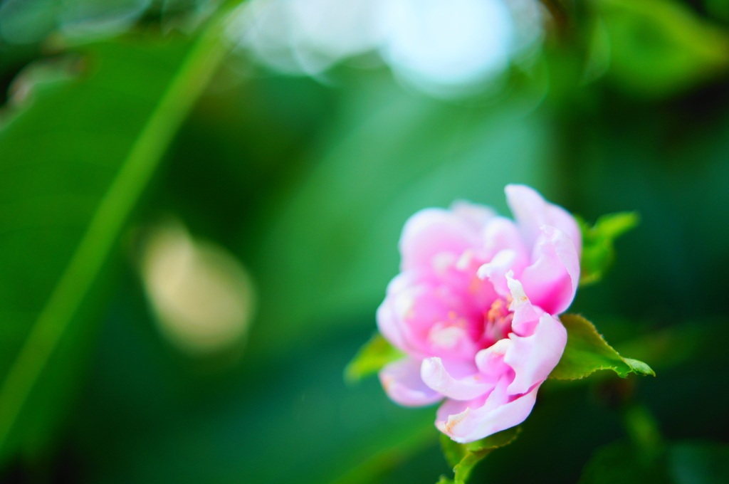 お盆に花桃が咲いた。