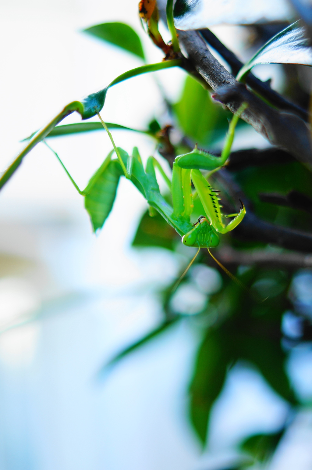 カマキリでござる。