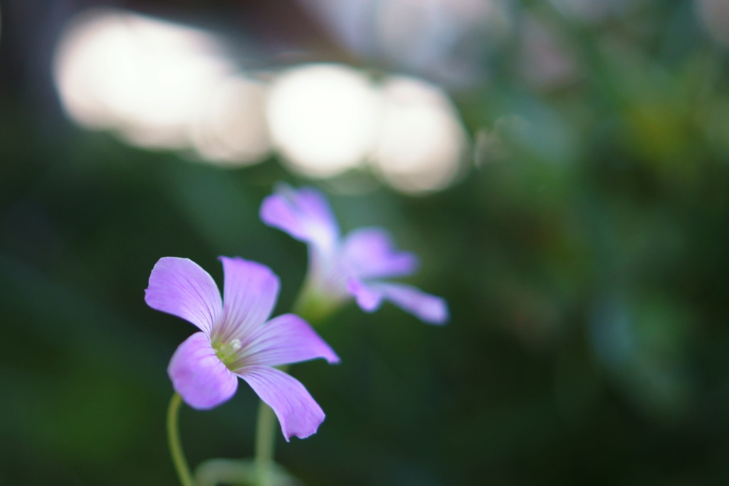 ちいさいお花