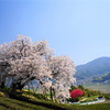 吉田の百年桜