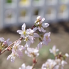 庭の桜