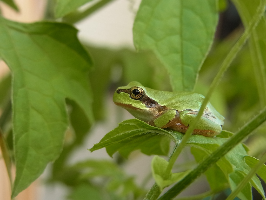 庭のカエル