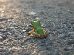 道端のカエル