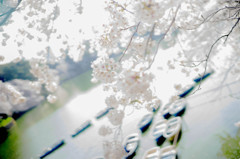 sakurairono