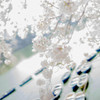 sakurairono