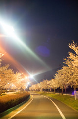 夜桜の径