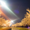 夜桜の径