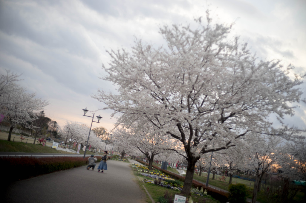 夕桜