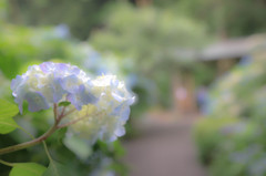 あじさいの寺にて