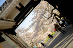 桜のある景色