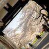 桜のある景色