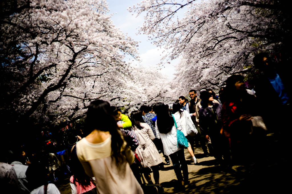 桜の下で